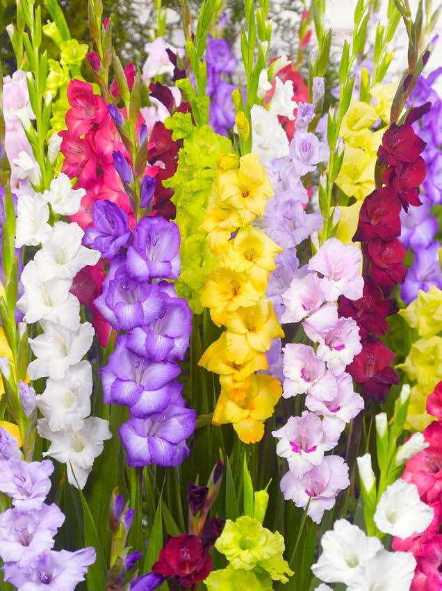 Sommerblumen Blumenzwiebeln Mehrjährig bunte Blütenpracht. Echte Pflanzen aus Holland kein Samen für Garten & Töpfe. Gladiolen Calla Begonien Zierlauch Lilien Mix (10 Gladiolen Mix)