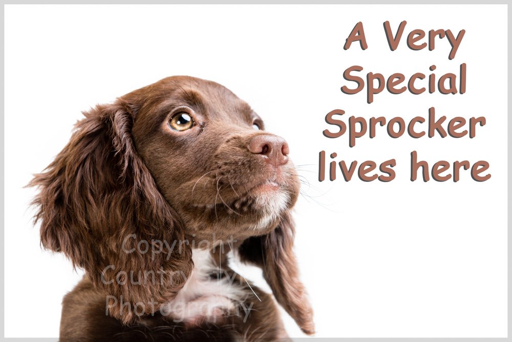 Countrystyle Gifts White Sprocker Spaniel Fridge Magnet - A Very Special Sprocker Lives Here
