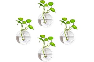 Hanging Wall Decor: Glass Planters for Elegant Home Decor and Plant Propagation