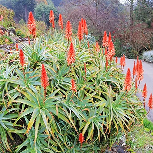 Qauzuy Garden 300 Aloe Vera Seeds, Perennial Tropical Exotic Succulent Plant, Drought-Tolerant, Fragrant Striking Houseplant Indoor Plant, Easy To Propagate #TOP6