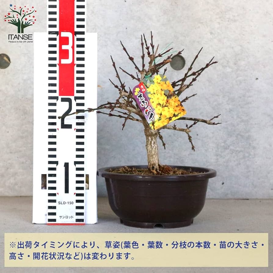 盆栽　黄梅　上下50cm 盆栽 黄梅 上下50cm
