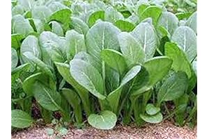 Tendergreen Mustard Greens Seed: Enrich Your Harvest with Heirloom Non-GMO Flavor