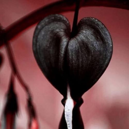 CHUXAY GARDEN Black Dicentra Eximia-Wild Fringed Bleeding-Heart,Turquía-Maíz 25 Semillas Planta Floración Planta Rara Atractiva Planta De Bajo