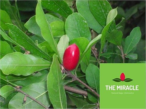 Miracle FruitBerry Planta synsepalum dulcificum