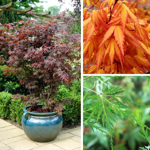 YouGarden Acer palmatum Japanese Maple Collection Set of Three Established Plants in 1.5L Pots Three Acer Palmatum Maple Trees Atropurpureum Katsura Emerald Lace Supplied Ready to Plant