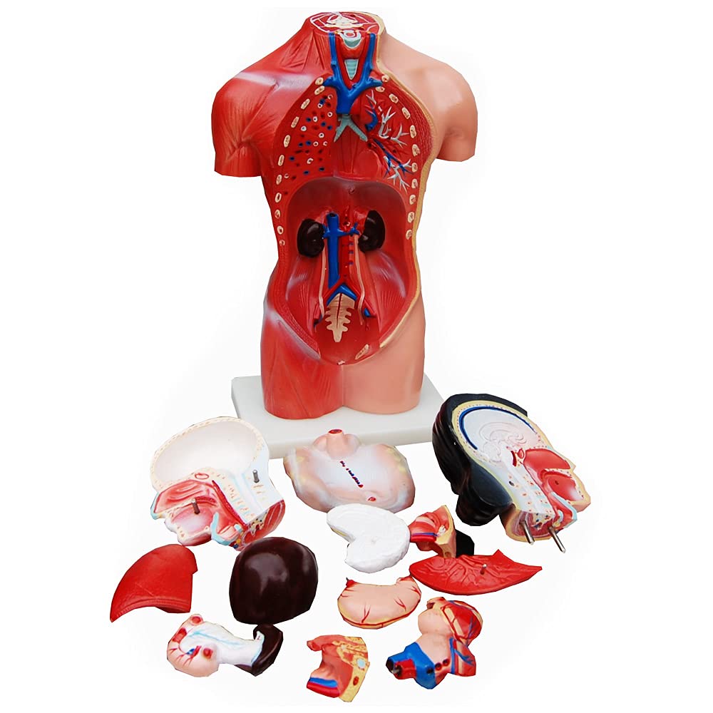 Modèle Anatomique Torse MedMod 45 cm, Corps Humain détaillé en PVC avec Organes Amovibles pour l’école, Les études et la Formation en Anatomie, modèle pédagogique
