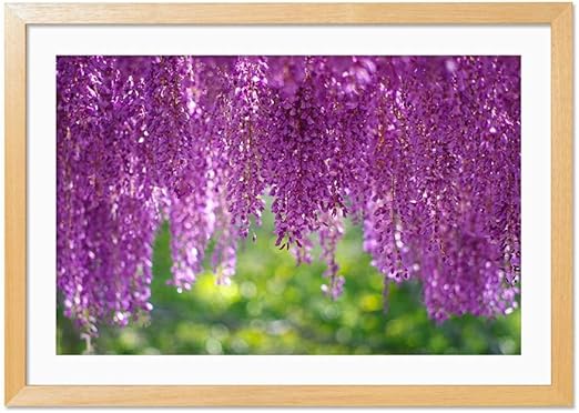 Amazon Co Jp 藤の花 美しい紫の花 風景の写真 木製フレーム 額縁 壁掛け ホーム装飾画 装飾的な絵画 壁の装飾 ポスター 35x50cm 原色 ホーム キッチン