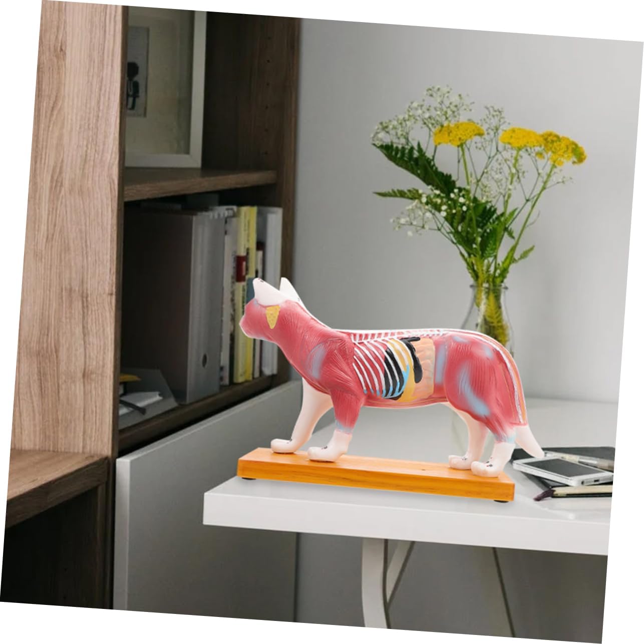 Cat Acupuncture Model 3D Veterinary Teaching Anatomy Model for Cats Detailed Muscular Structure for Veterinary Clinics and Education