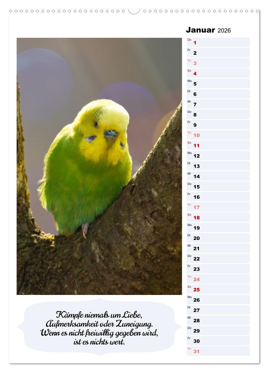 Niedliche Wellensittiche (hochwertiger Premium Wandkalender 2026 DIN A2 hoch), Kunstdruck in Hochglanz: Verspielt, fröhlich, friedlich und genügsam (CALVENDO Tiere)