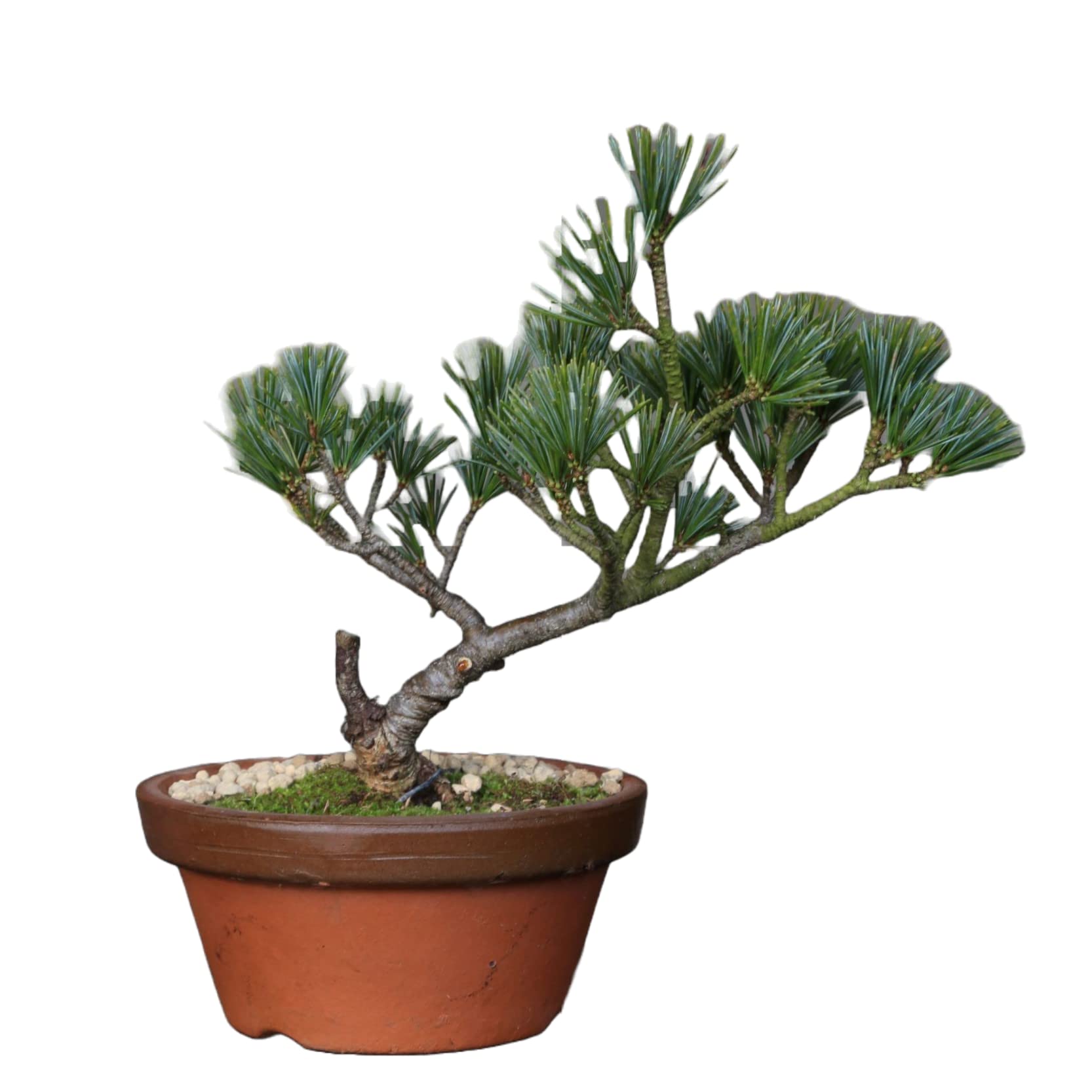 吾妻五葉松 』大巓性／樹高14.5㎝／小品盆栽／五葉松 』