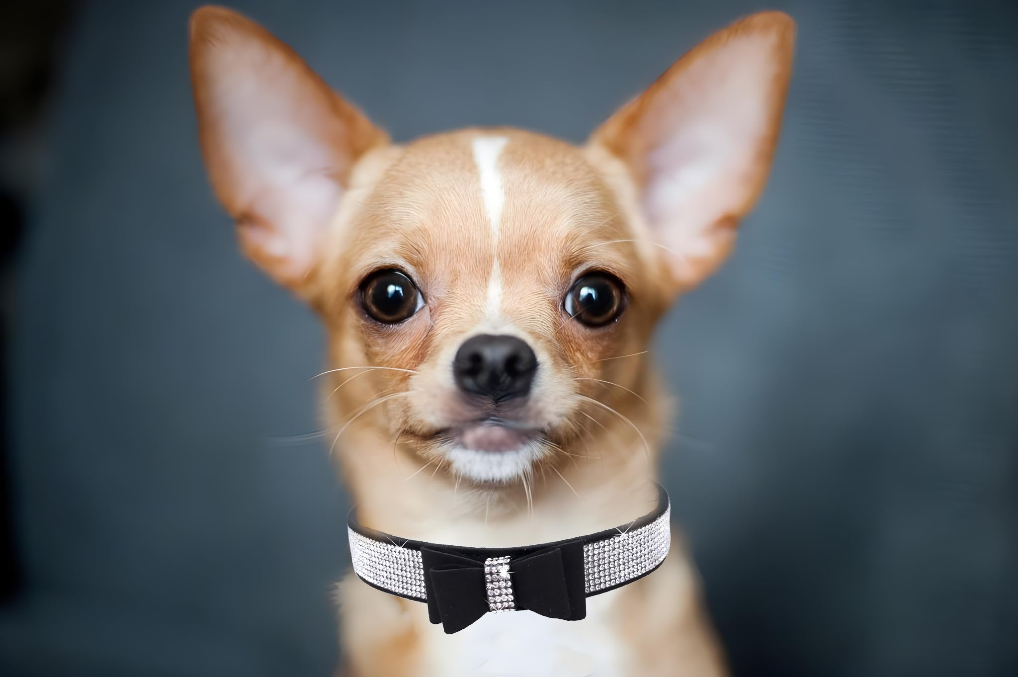 Bowtie Diamante Dog Collar - Image 4