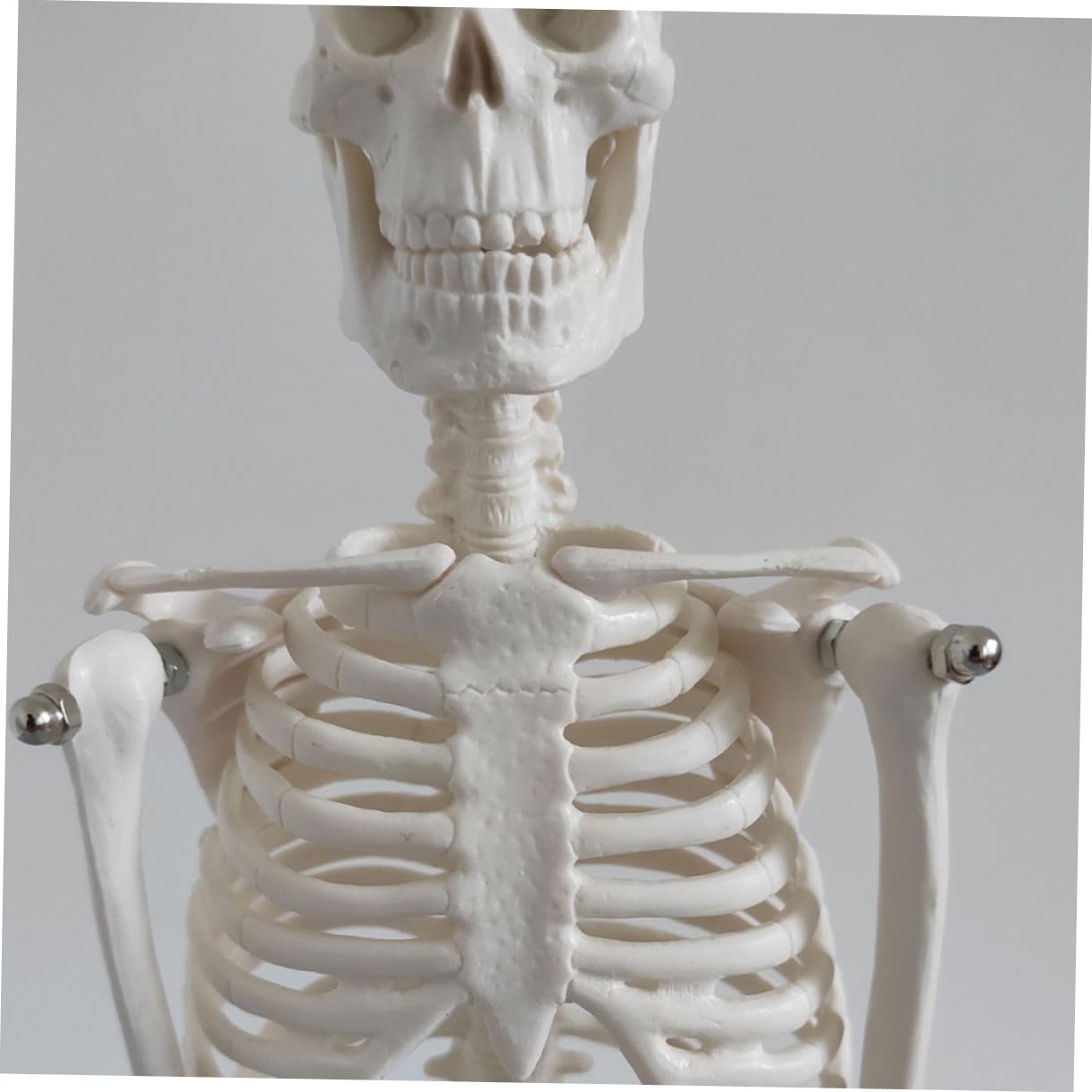 Human Skeleton Modell aus PVC Bewegliche Arme Anatomisches Skelett für Medizinische Lehre Wissenschaftliche Studien und Unterricht Stabiler Stand für Klassenzimmer und Studium