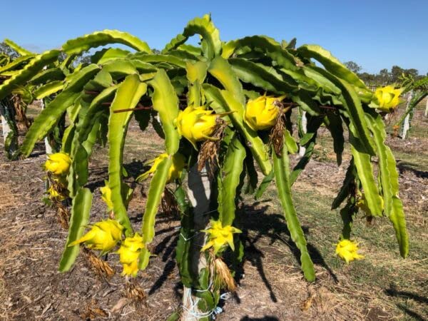 Online Plant Bazar Dragon Fruit Live Plant-D01Y (B0BM76QNRW) Amazon Price History, Amazon Price Tracker
