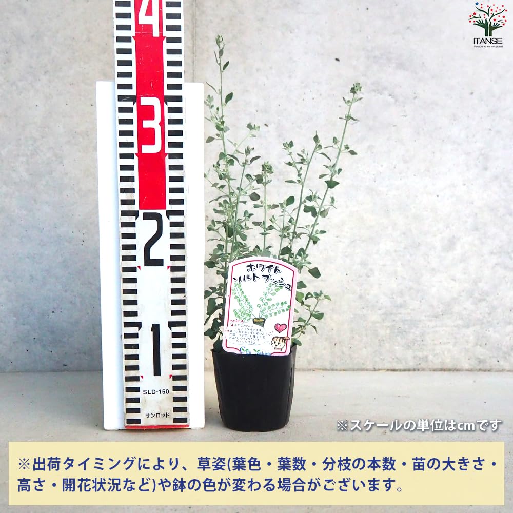 Amazon.co.jp: ITANSE ラゴディア ハスタータ・ホワイトソルト