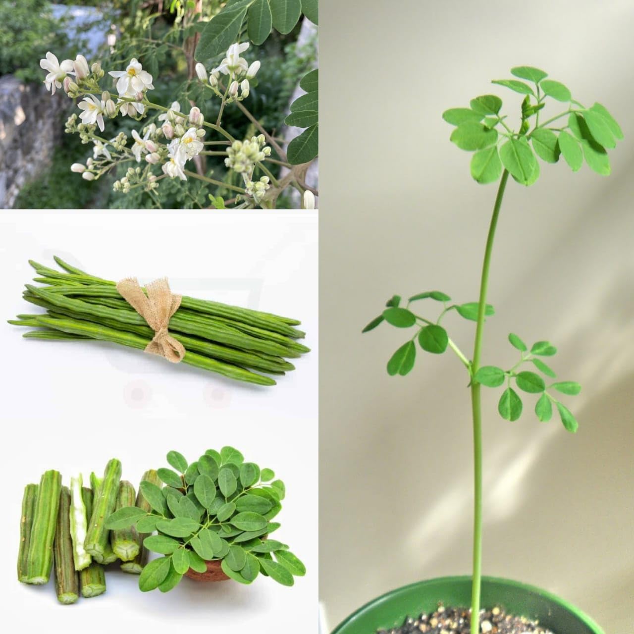 See full amazon price history chart for Golden Bloom Drumstick Moringa Oleifera - Plant Herb Muringa (Healthy Live Plant) Plant Height 1-1.5 FT (In Just 1.5-2 Years U Gets Fruits) Golden Bloom Drumstick Moringa Oleifera - Plant Herb Muringa (Healthy Live Plant) Plant Height 1-1.5 FT (In Just 1.5-2 Years U Gets Fruits) (B0CK2LMVGX) Amazon Price History, Amazon Price Tracker