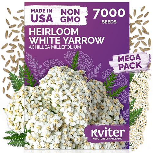 KVITER 7000 White Yarrow Seeds for Planting (Achillea Millefolium) — Perennial Flower Seeds to Plant Outside, Heirloom & Organic — Native Wildflower Seed for Herb Garden, Beds, Containers & Meadows