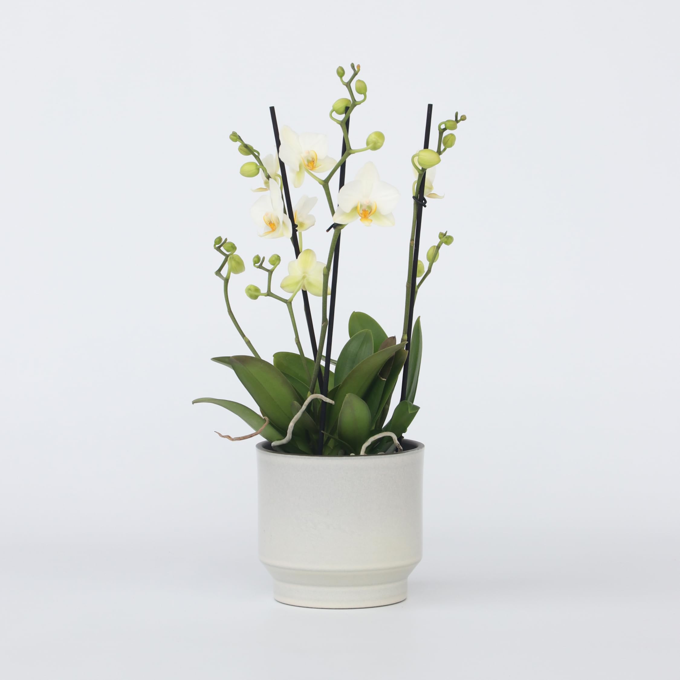 Plant in a Box - Phalaenopsis Multiflora - Orquídea Blanco - Planta de interior en flor - Apta para gatos - Maceta 12cm - Altura 35-45cm
