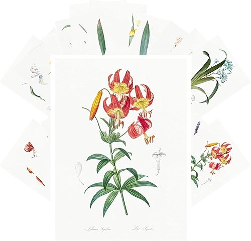 Miniatura 9 de PIXILUV Postales vintage 24 piezas de flores y frutas todavía vida antigua museo pintura arte de Oliver Retro Poster REPRINT Negro