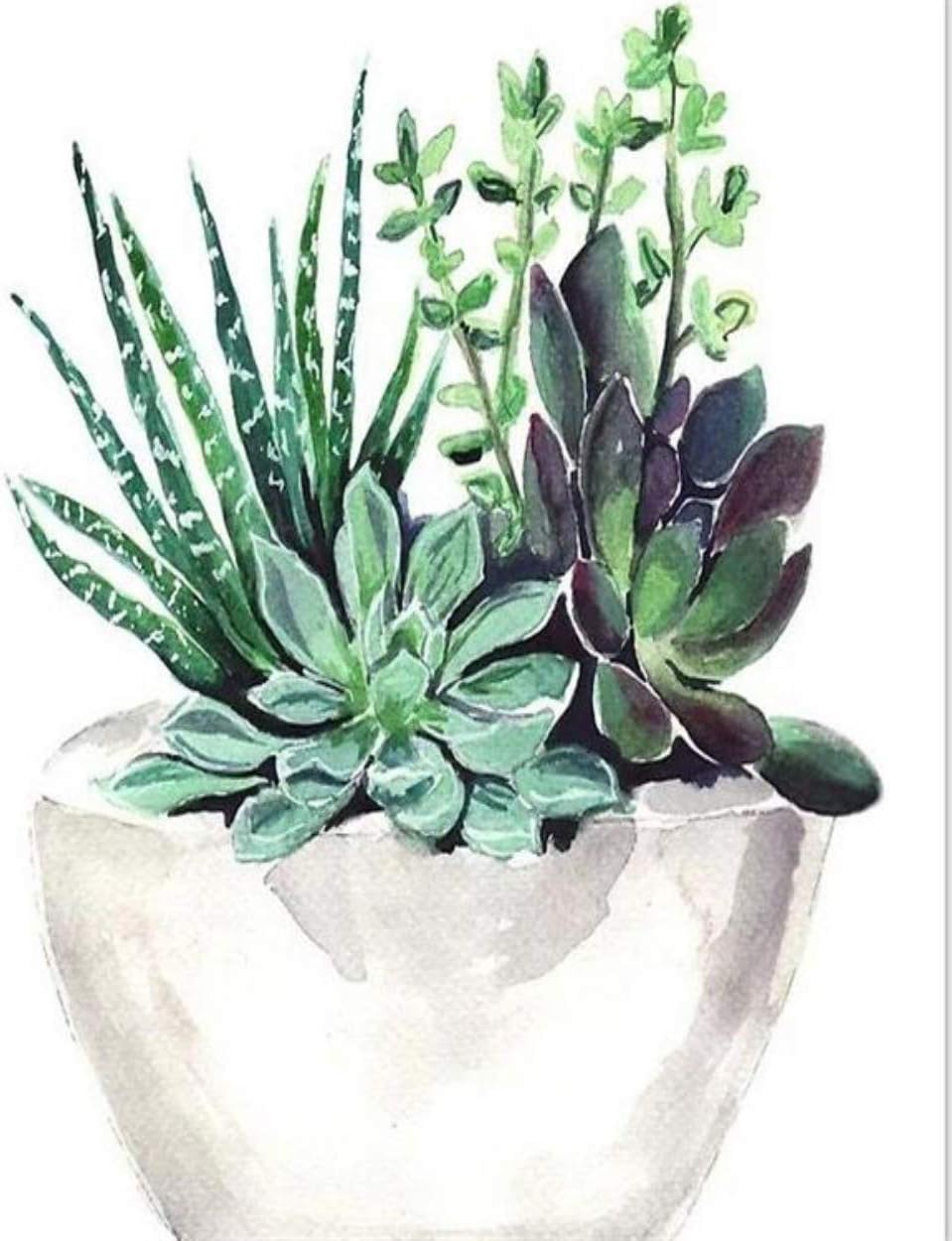 DIY Paint by Number Adult Succulent Pot Oil Painting Acrylic Paint Arts and Crafts Kits kit Living Room Bedroom Decoration Gift^<20" by 24">