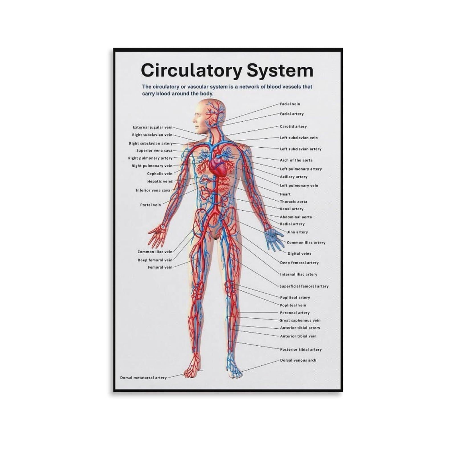 ITCLEYMDZV Detailed Circulatory System Diagram Poster - Arteries & Veins Chart, Canvas Painting for Home or Clinic(Framed,16x24inch(40x60cm))