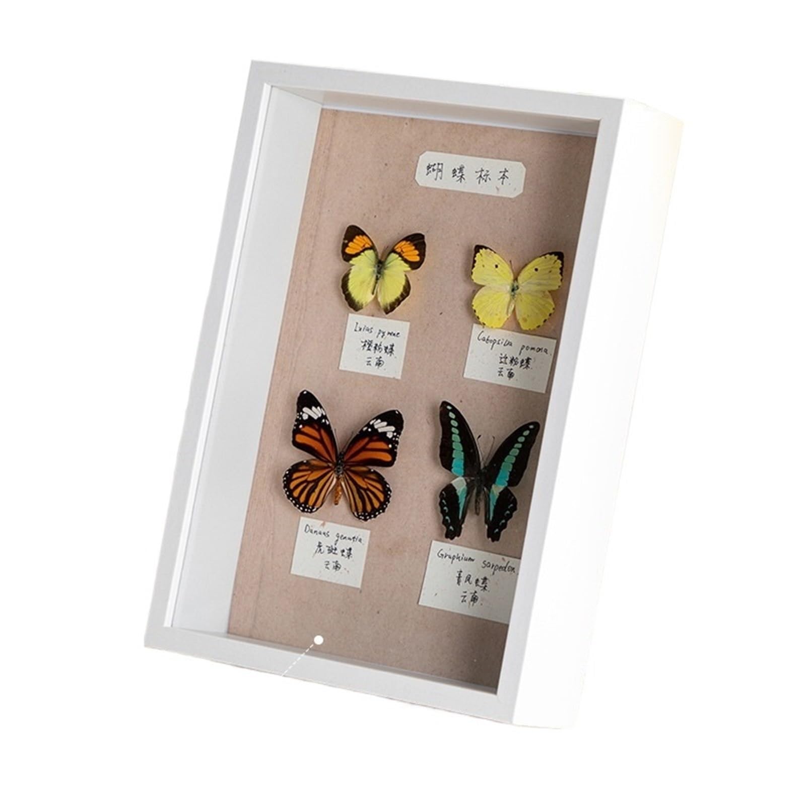 2PCS 3D Photo Frame Depth 5cm Shadow Box Dried Flower Shells Specimen Handmade DIY Crafts Display Picture Home Decor Wall for Tabletop and Wall(Color 3,8in)