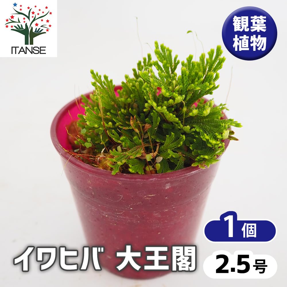 Amazon｜ITANSE イワヒバ 大王閣 2.5号 1個売り 山野草 シダ植物