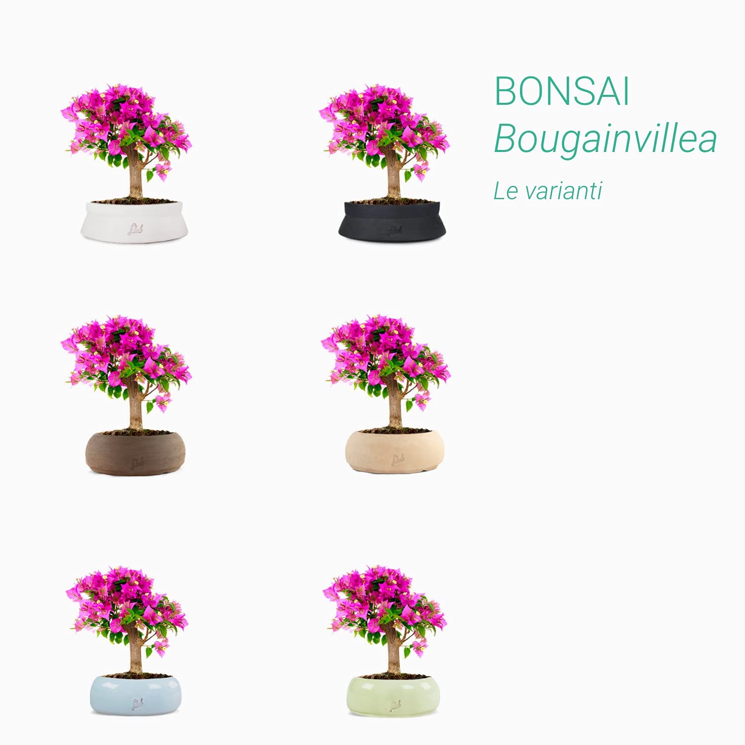 Bouganville Bonsai Altezza 35 cm, Pianta Vera, Pianta da Esterno, Esposizione Soleggiata, Vaso Artigianale in Terracotta - Marrone