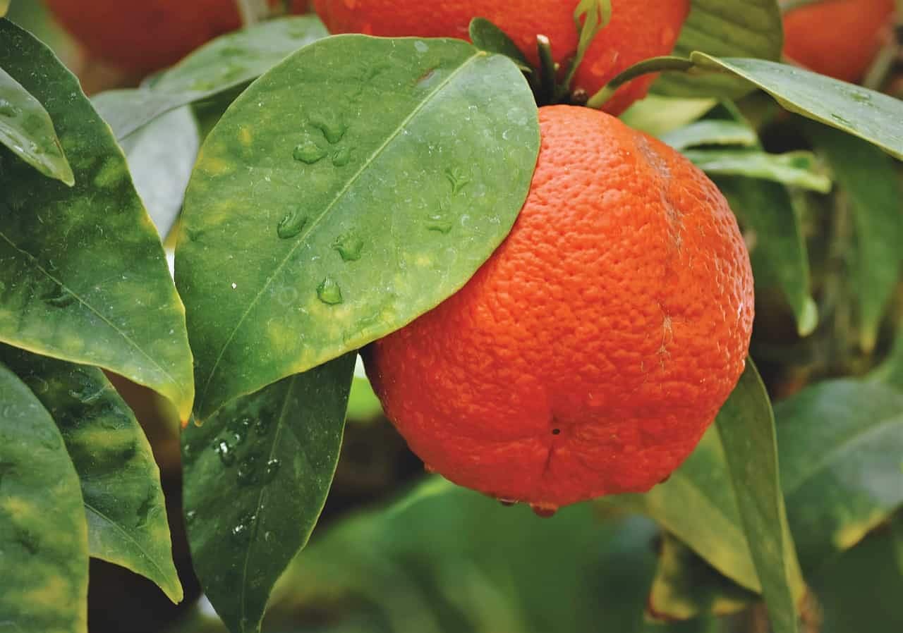 ROYAL PARADISE GARDEN Live Sweet orange red Citrus Fruit Plant 1 Healthy orange plant
