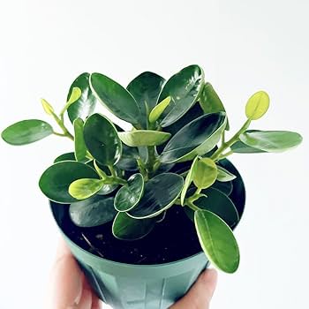Amazon｜《希少》コパンダガジュマル Sサイズ 観葉植物 calm