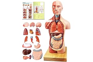 EVOTECH 2023 Newest Human Anatomy Model for Kids