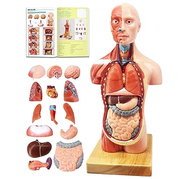EVOTECH Human Body Model for Kids, 15 Pcs Removable 11 inch High Human Torso Anatomy Model with Heart Head Brain Skeleton Model, Age 4+, Medical Student Learning,Preschool & School Education Display