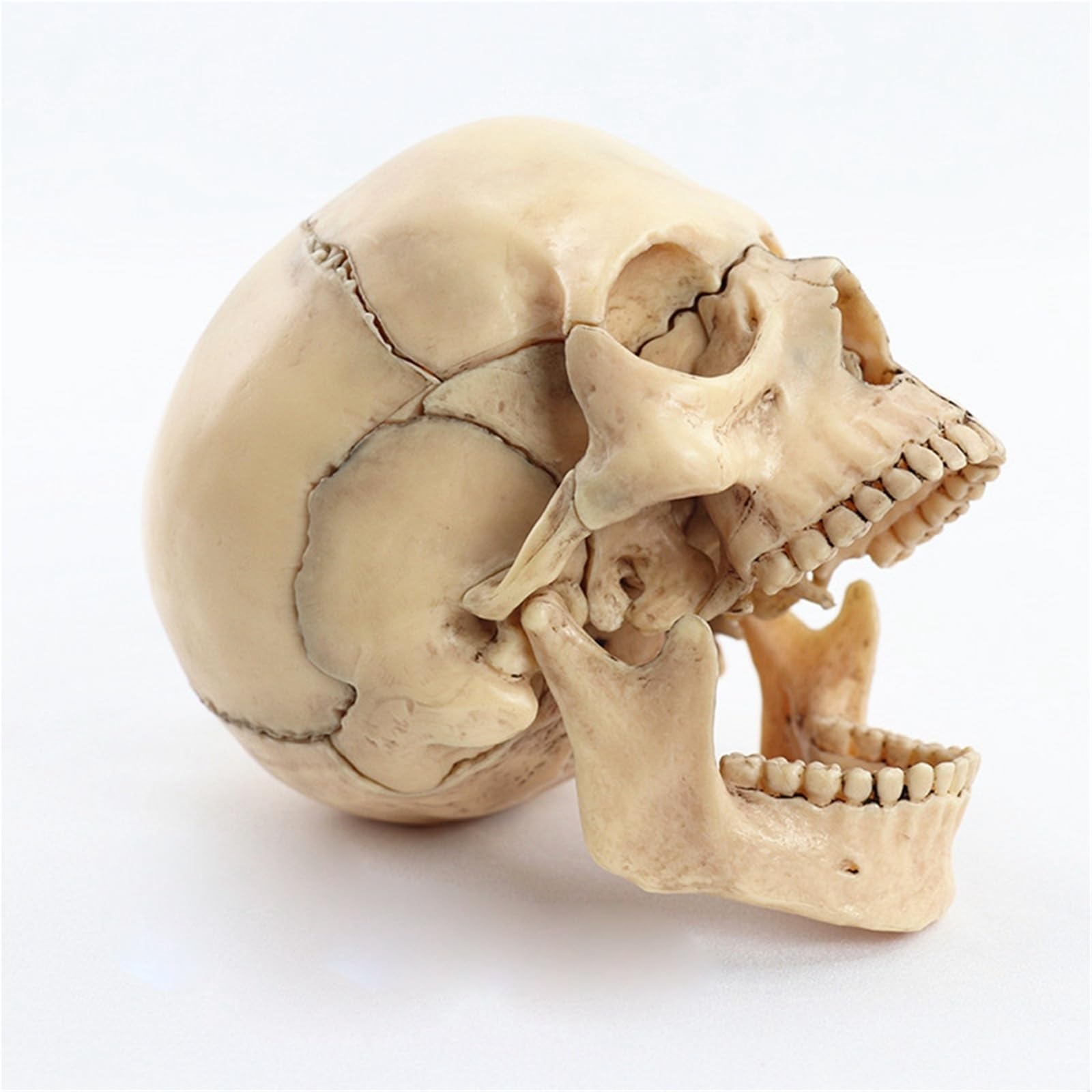 Modelo anatómico de calavera desmontado 1:2, modelo de enseñanza de esqueleto de anatomía desmontable de 15 partes