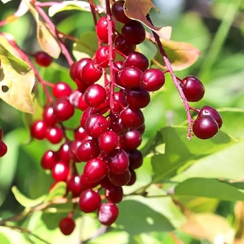 Red Chokecherry Tree - 6-12" Tall Live Plant - 2.5" Pot - Native Choke Cherry Berry Shrub - Prunus Virginiana