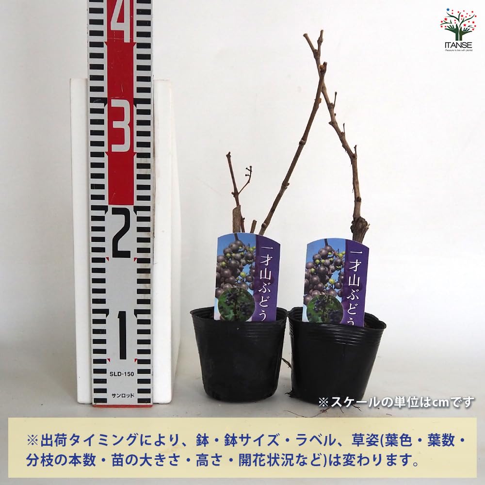 Amazon.co.jp: ITANSE ぶどう 一才ヤマブドウ 3.5号 1個売り