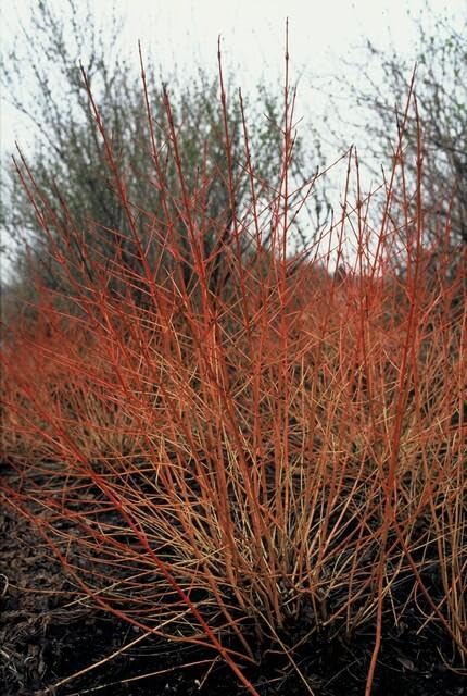 Cornus Midwinter Fire arbuste pour haie éclatante et jardin coloré même en hiver - 8