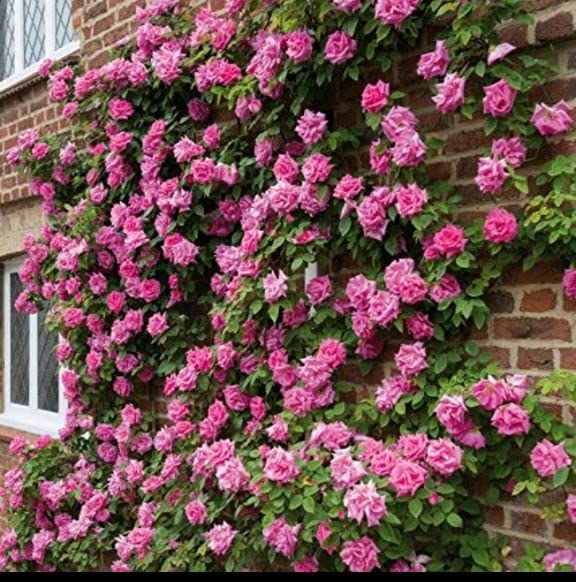 Balbasaur Grafted Rare Exotic" Pink Climber" Rose Flower Live Plant (B0B9T7HKQ9) Amazon Price History, Amazon Price Tracker