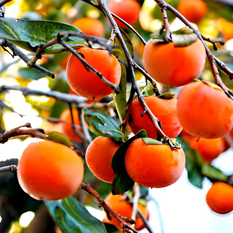 HIDDEN ENTERPRISE Special Vareity Rare Common Grafted Persimmon Live Fruit Plant.For Home Garden Outdoor And Indoor Plant.Pack Of 01. (B0D3RNVDGJ) Amazon Price History, Amazon Price Tracker