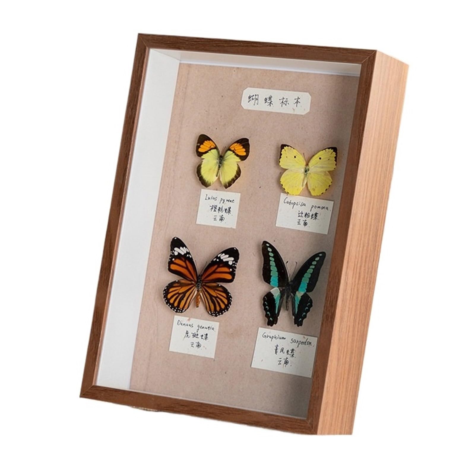 2PCS 3D Photo Frame Depth 5cm Shadow Box Dried Flower Shells Specimen Handmade DIY Crafts Display Picture Home Decor Wall for Tabletop and Wall(Color 2,7in)