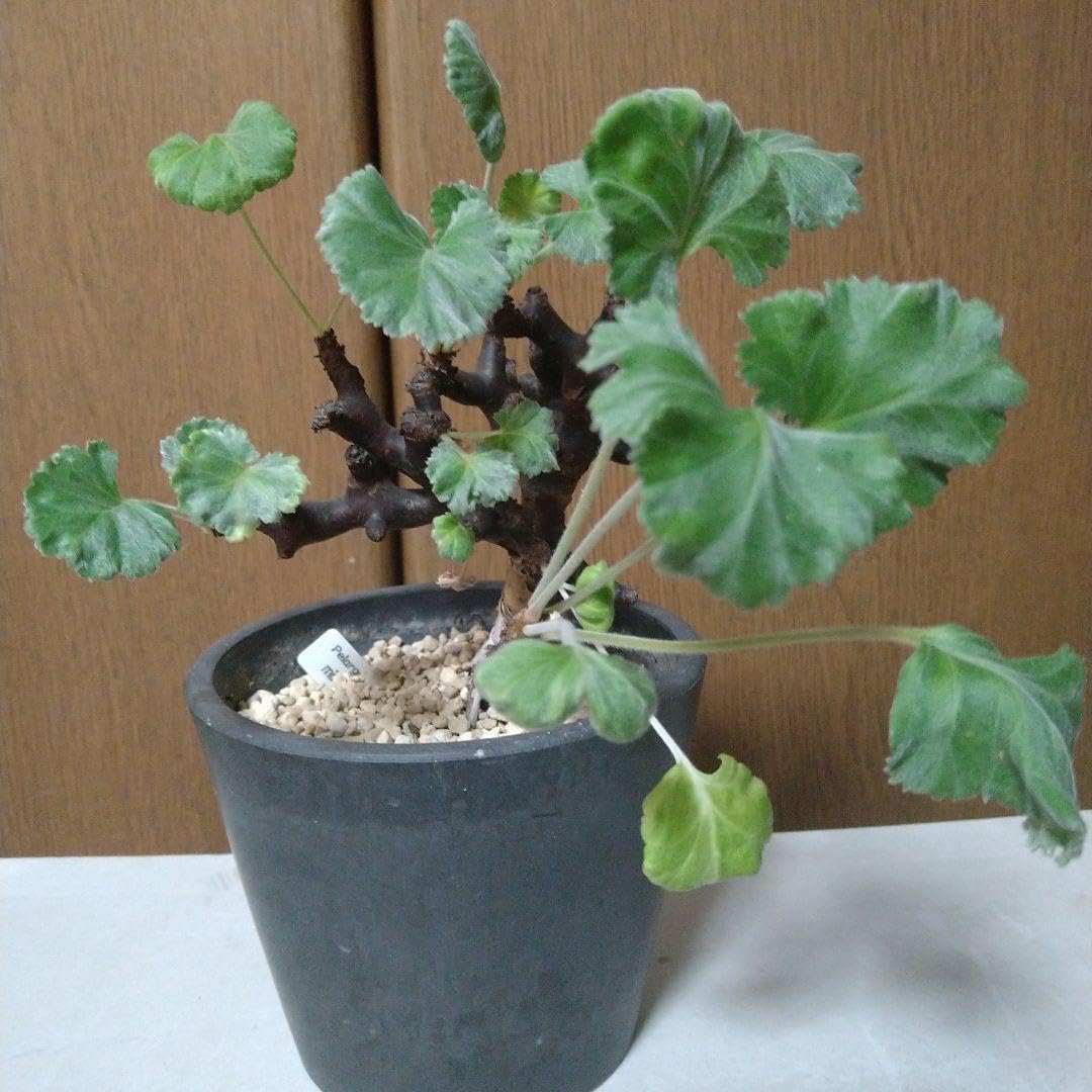 Pelargonium mirabile ペラルゴニウム ミラビレ 実生 2株セット 塊根