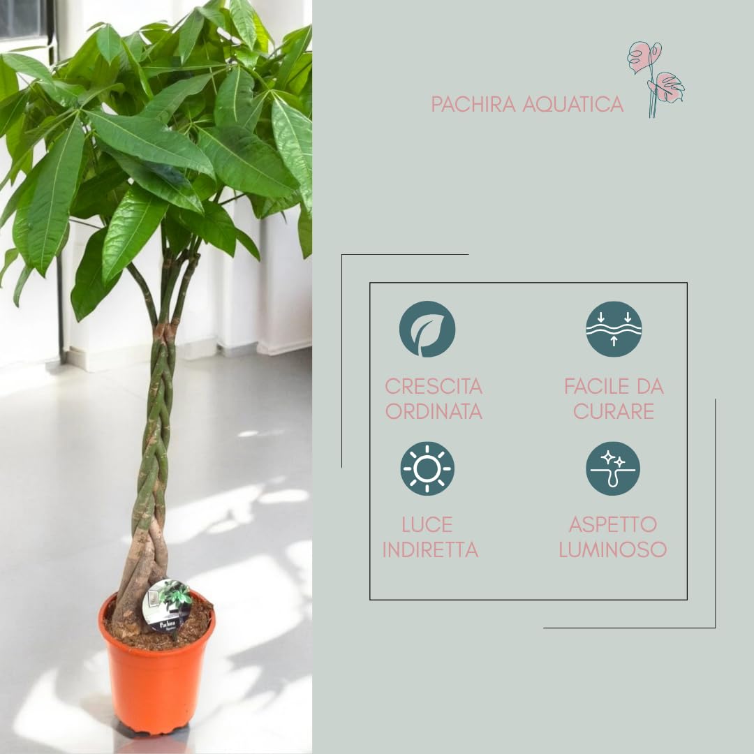 Pachira aquatica Pianta Vera da Interno, 115-125 cm | Pianta sempreverde, Vaso da 24 cm, Facile da curare