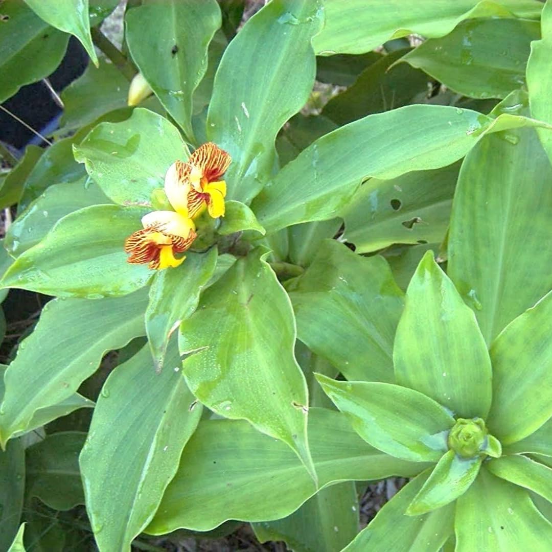 M-Tech Gardens Insulin Plant/Costus Igneus Medicinal Herb Plant (Chamaecostus cuspidatus, Hybrid) Exotic 3 Live Medicinal Plants (B07C8QQM7R) Amazon Price History, Amazon Price Tracker