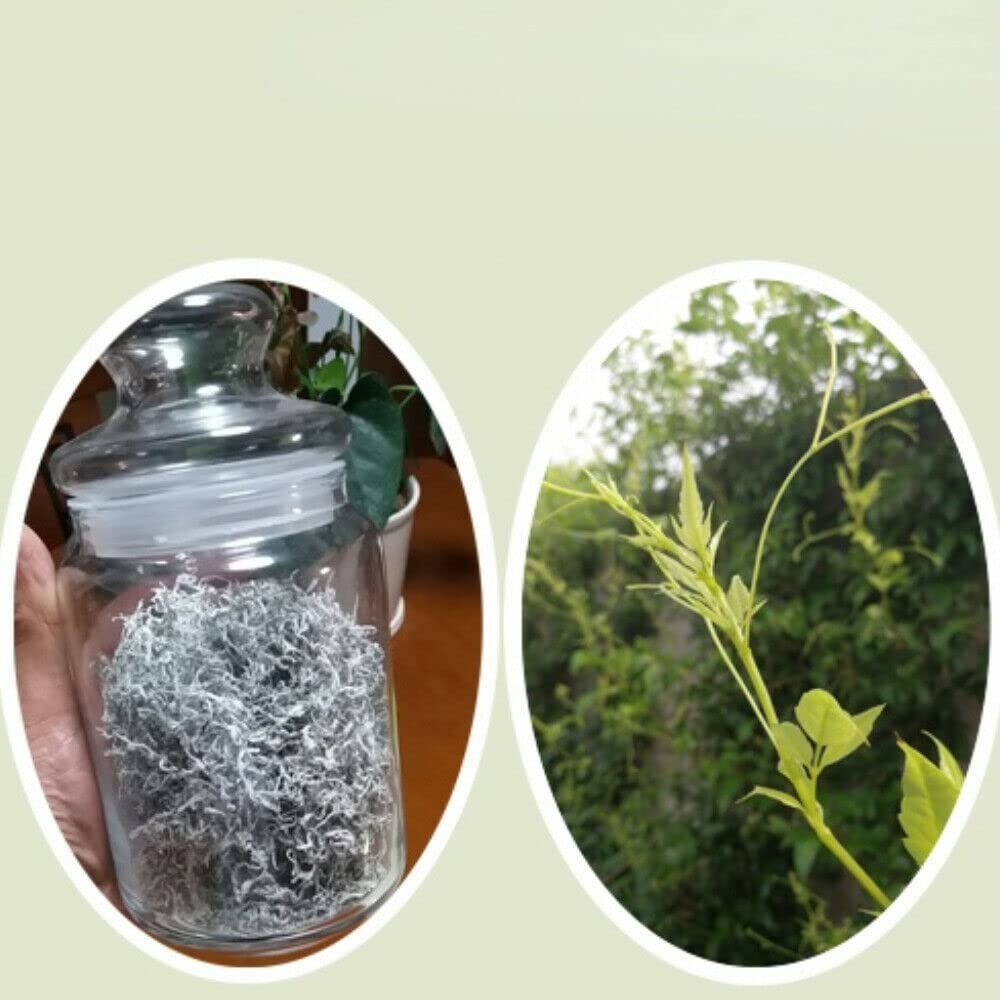 Té Ecológico Orgánico ZhangJiaJie Mao Yan Mei Moyeam Vides salvajes Teng Cha (500g)