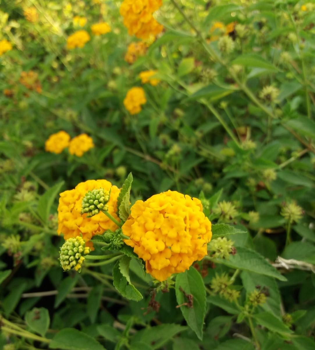 Vivaio Garden Forest Lantana Sellowiana Gialla, Vaso 14 cm | Pianta Tappezzante da Esterno, Fioritura Estiva Prolungata, Ideale per Giardino, Balcone o Mare