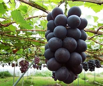 Amazon.co.jp: 長野県産 ナガノパープル 国産 ぶどうクール便 (2