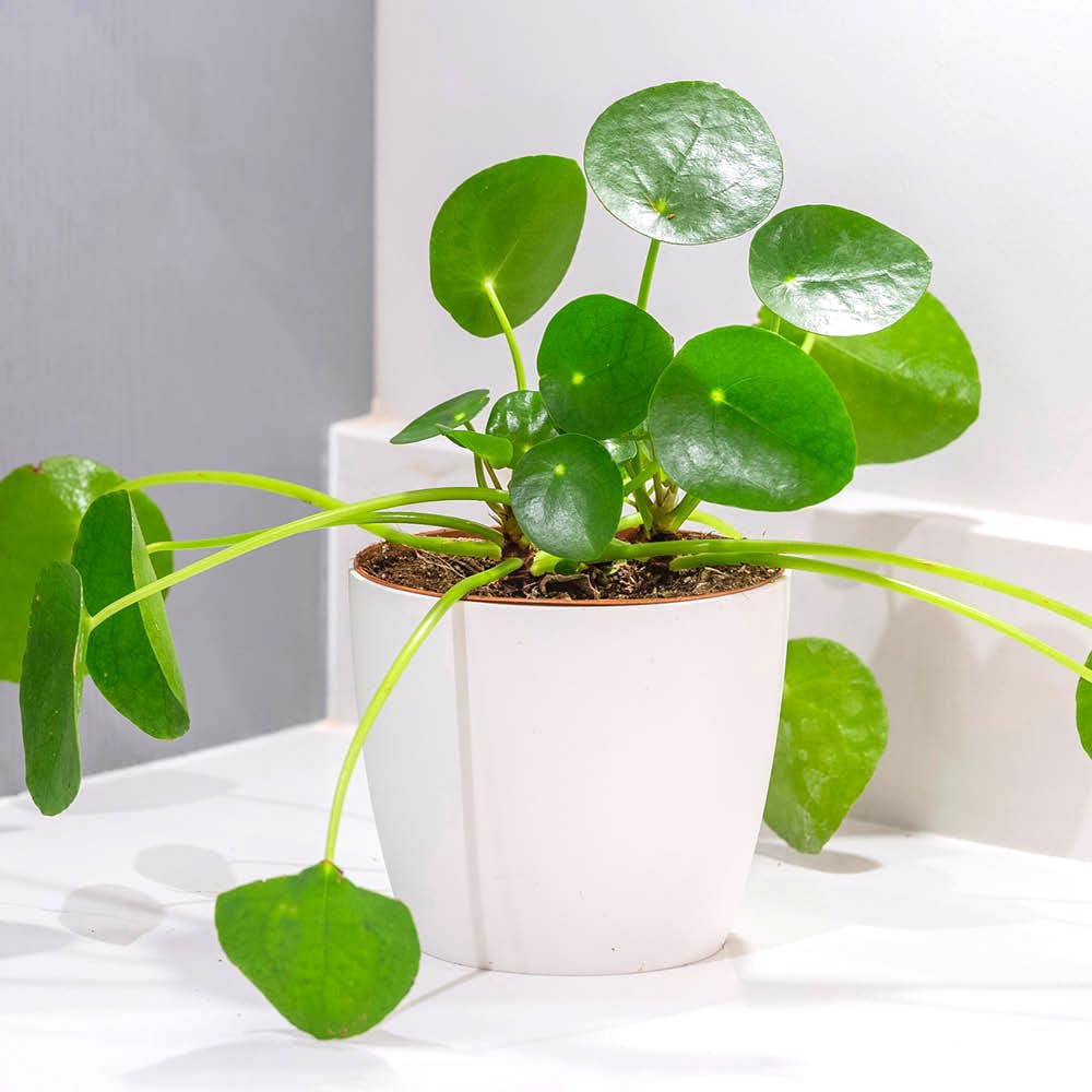 YouGarden Chinese Money Houseplant, Established Pilea peperomioides Indoor Plant in 12cm Pot, Easy to Care for, for Homes and Offices