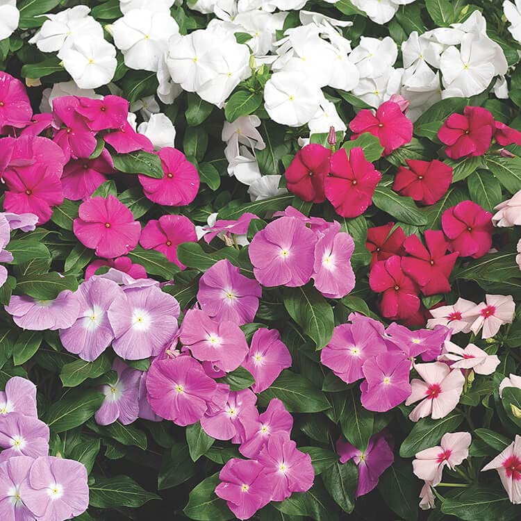 Vinca Mix Flower Seeds Pack Of 30 Seeds By LIVE GREEN, Multicolour,VI00131 (B09RKBVTVD) Amazon Price History, Amazon Price Tracker
