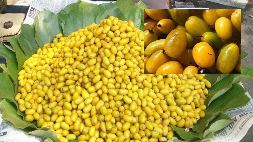 Khirni seeds, germmination 100% (15 seeds) (B0CG1DT714) Amazon Price History, Amazon Price Tracker