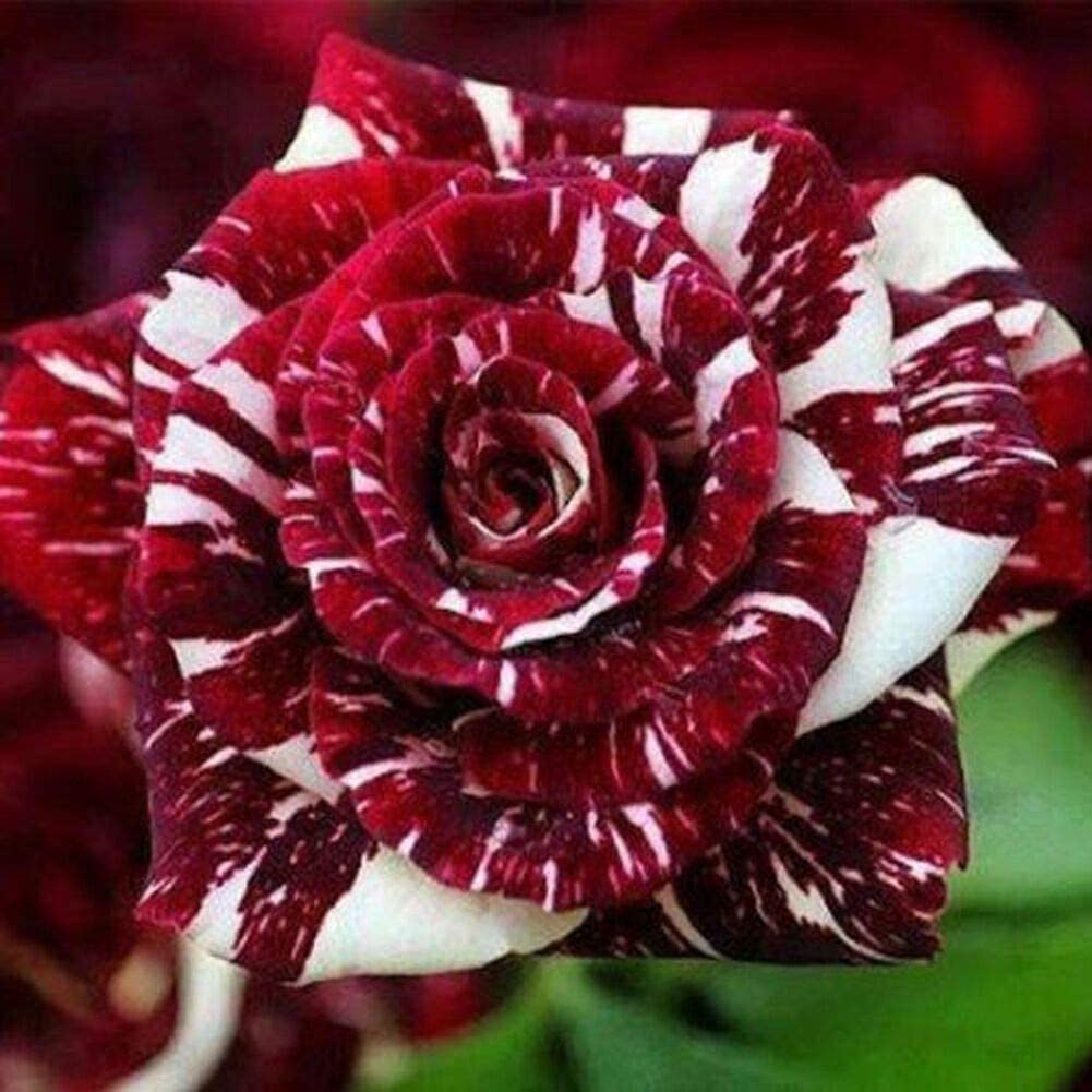ROSEロイヤル Royal Paradise Garden Rare Rose Seeds Red White Dragon Rose Shrub
