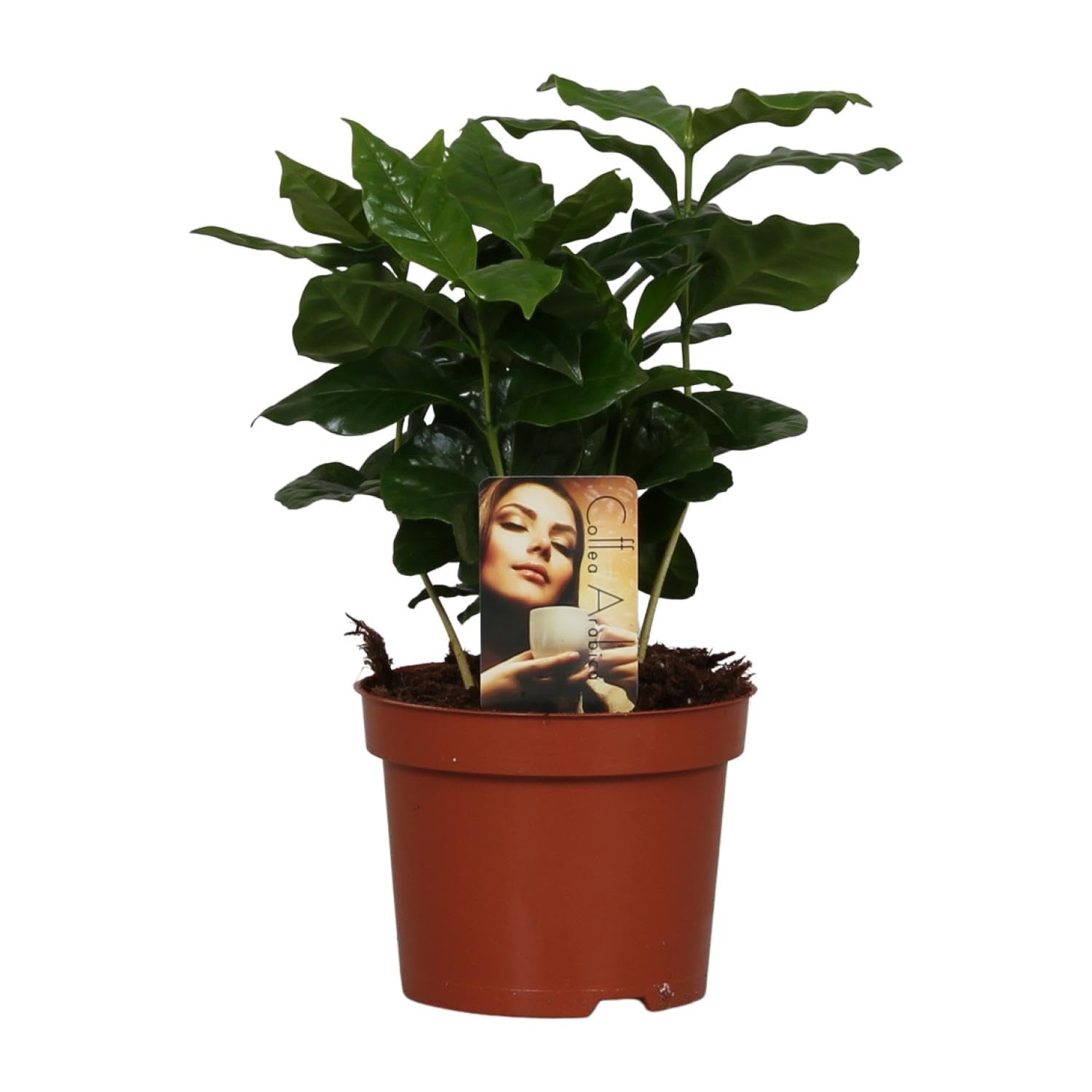 Pianta da Interno Coffea Arabica con Foglie Verdi, per Casa, Verde, Ø12cm