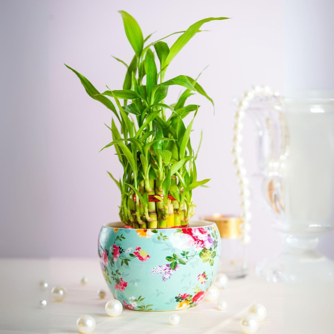 Floral Boutique 3 Layer Lucky Bamboo Plant Pot with Metal Plant Pot, Indoor Plants for Living Room, Indoor Plant Pots, Lucky Plants For Home Indoor (B0DD8K1HS5) Amazon Price History, Amazon Price Tracker